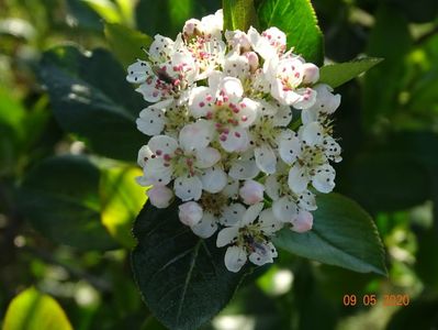 aronia Viking