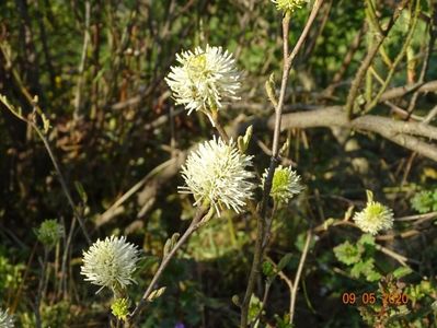 fothergilla major