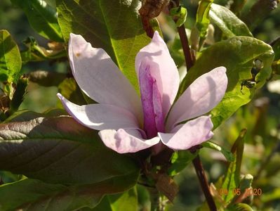 magnolia stellata Rosea