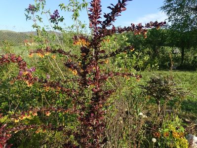 berberis Carmen