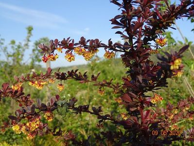 berberis Carmen