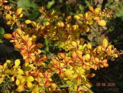 berberis Diabolicum