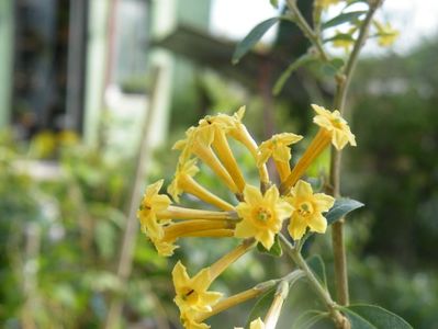 cestrum aurantiacum