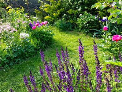 Salvia MyNacht