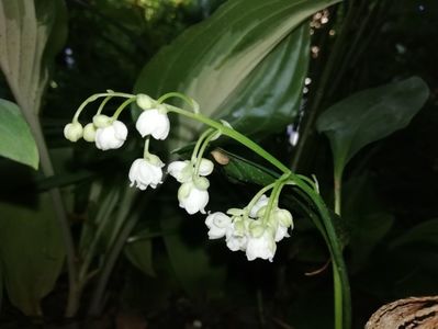 Convallaria majalis Flore Plena