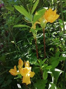 Azalea mollis Goldtopas