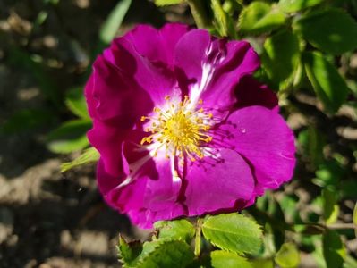Rhapsody în blue