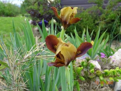 iris pumila Little Chestnut