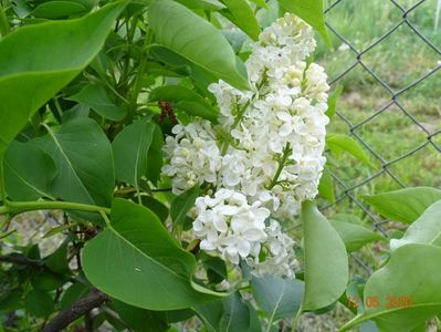 syringa Primrose