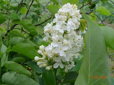 syringa Primrose