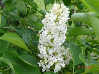 syringa Primrose