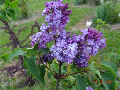 syringa Hortensja