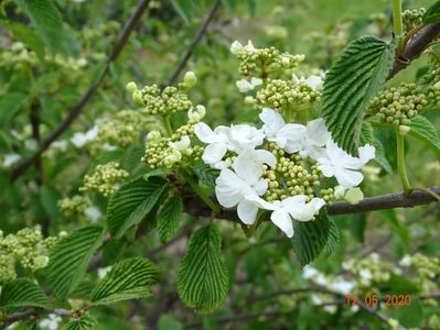 viburnum tomentosum