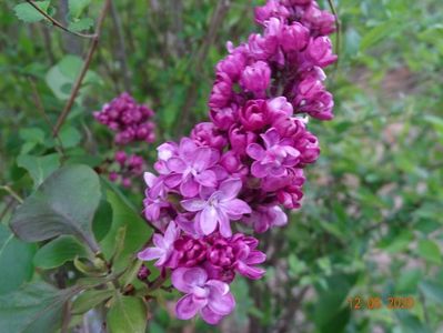 syringa Sarah Sands