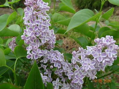 syringa Lila Wonder