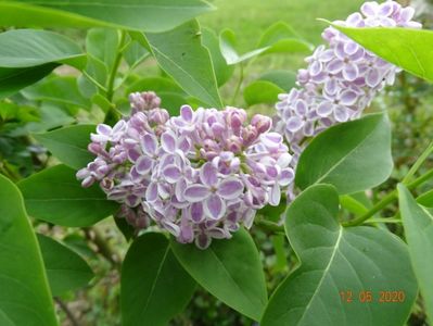 syringa Lila Wonder