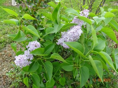 syringa Lila Wonder