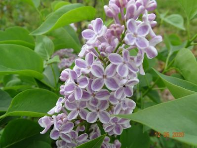 syringa Lila Wonder