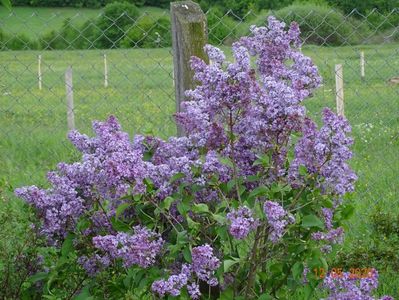 syringa Marechal Foch