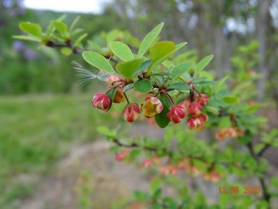 berberis Natasza