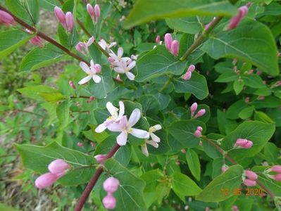 lonicera tatarica