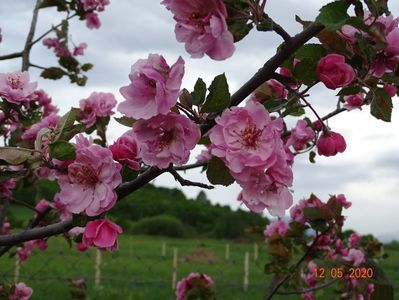 malus Brandywine