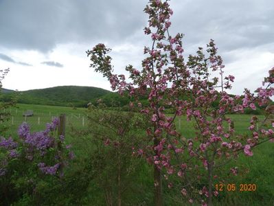 malus Brandywine