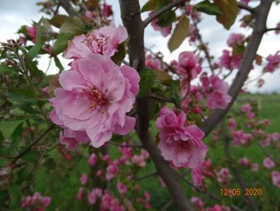 malus Brandywine