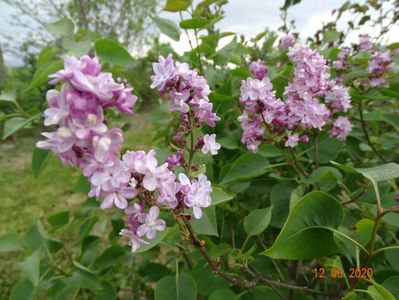 syringa Katherine Havemeyer