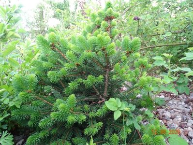 picea Willi's Zwerg