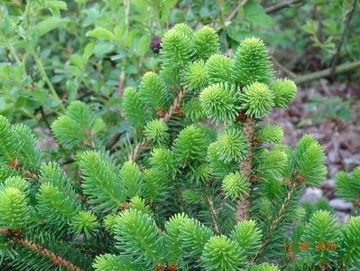 picea Willi's Zwerg