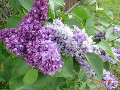 syringa Nadezhda