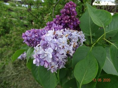 syringa Nadezhda