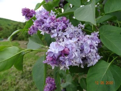 syringa Nadezhda