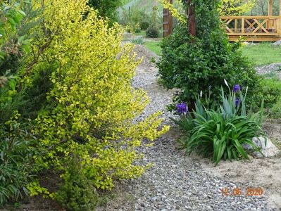 physocarpus Dart's Gold