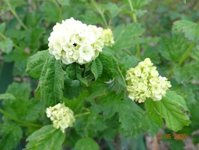 viburnum opulus Roseum