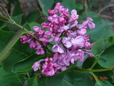 syringa Maiden's Blush