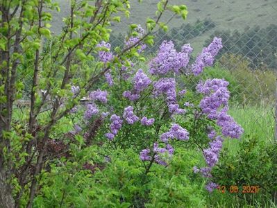 syringa chinensis