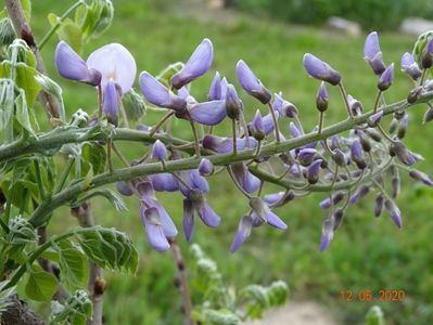 wisteria