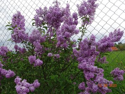 syringa chinensis