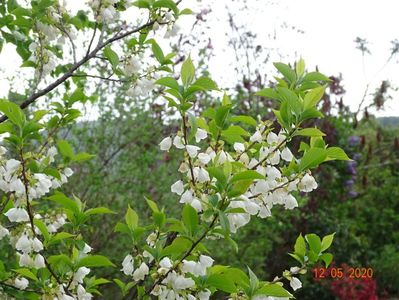 halesia carolina