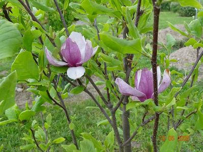 magnolia Rustica Rubra