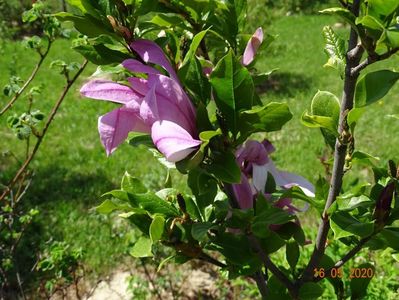 magnolia Leonard Messel