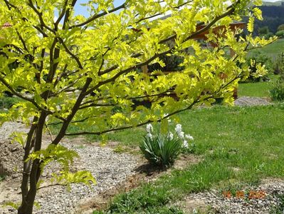gleditsia Sunburst
