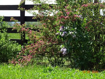 crataegus Punicea si syringa Nadezhda