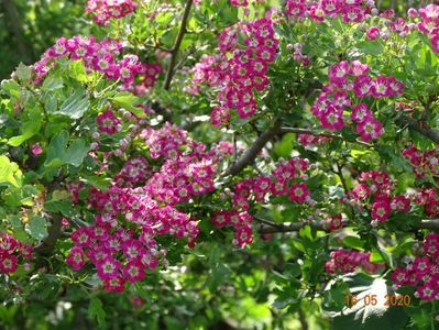 crataegus Punicea