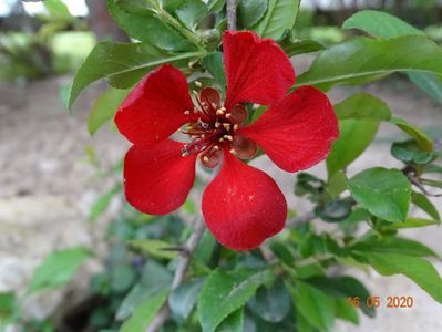 chaenomeles Etna