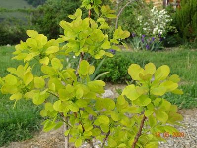 cotinus coggyria Golden Spirit