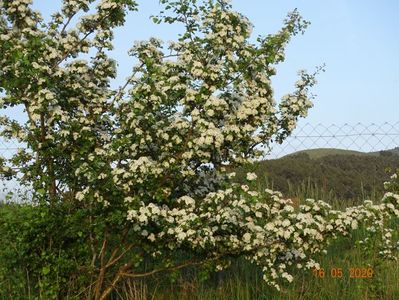 crataegus monogyna