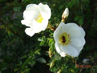 rosa pimpinellifolia